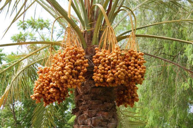 ¿Conoces las diferentes variedades de dátiles?